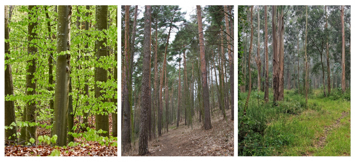 Bosque de hayas, eucaliptos y coníferas. Tres ejemplos de las categorías EUNIS para vegetación que nuestro algoritmo puede clasificar.